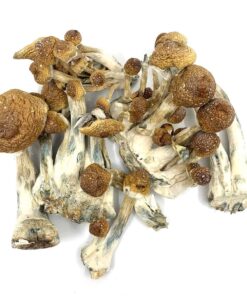 GOLDEN MAMMOTH MAGIC MUSHROOM