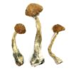 Buy Wavy Cap Magic Mushrooms